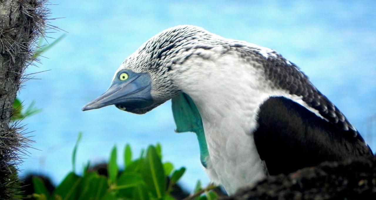 Cormorant Beach House Bed & Breakfast Puerto Villamil Dış mekan fotoğraf